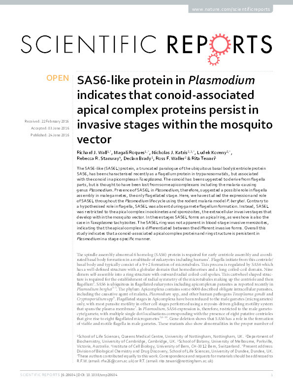 SAS6-like protein in Plasmodium indicates that conoid-associated apical complex proteins persist in invasive stages within the mosquito vector Thumbnail
