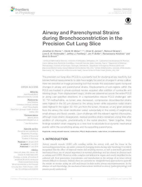 Airway and Parenchymal Strains during Bronchoconstriction in the Precision Cut Lung Slice Thumbnail