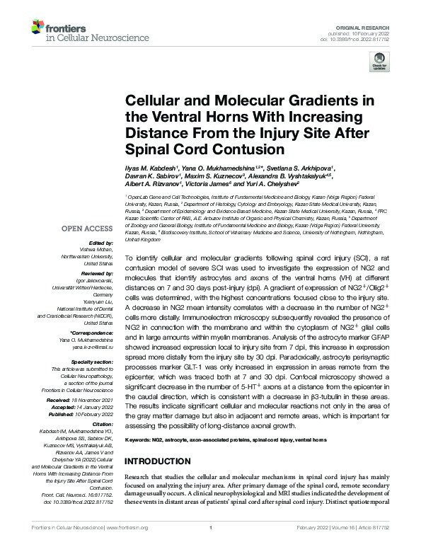 Cellular and Molecular Gradients in the Ventral Horns With Increasing Distance From the Injury Site After Spinal Cord Contusion Thumbnail