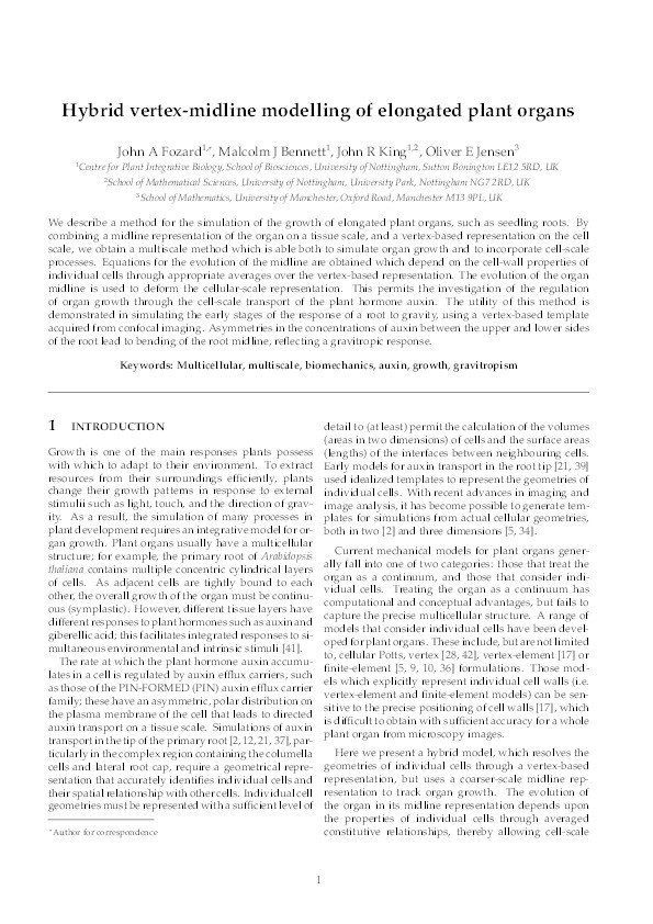 Hybrid vertex-midline modelling of elongated plant organs Thumbnail