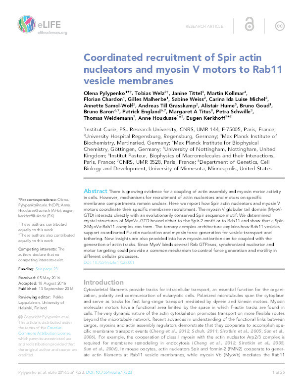 Coordinated recruitment of Spir actin nucleators and myosin V motors to Rab11 vesicle membranes Thumbnail