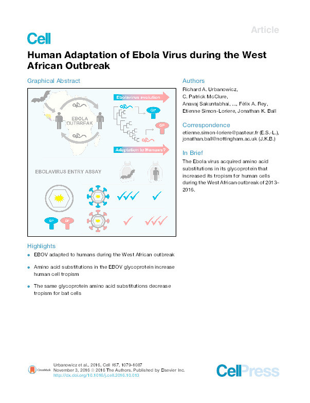 Human Adaptation of Ebola Virus during the West African Outbreak Thumbnail