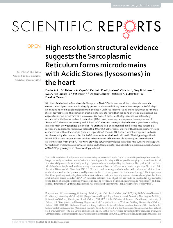 High resolution structural evidence suggests the Sarcoplasmic Reticulum forms microdomains with acidic stores (lysosomes) in the heart Thumbnail