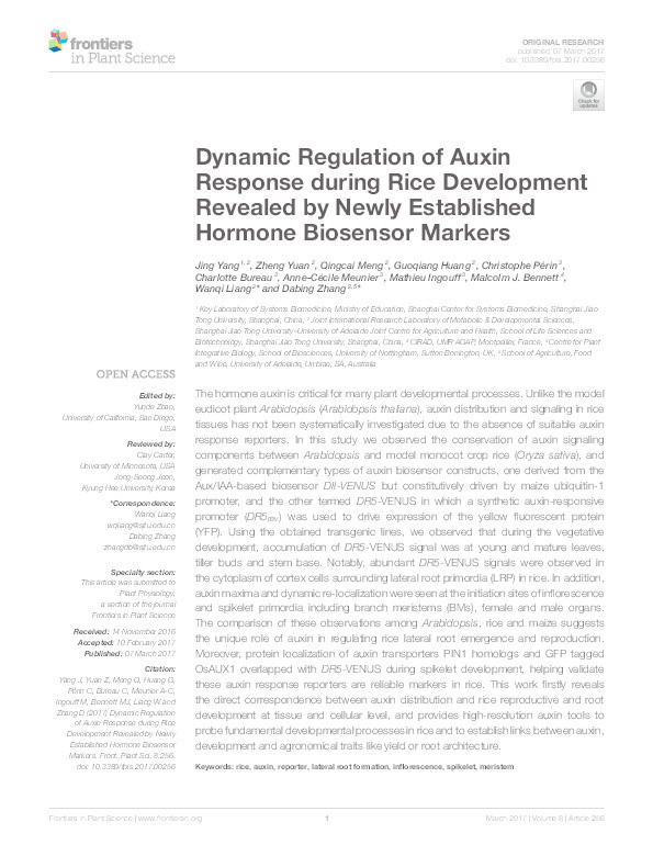 Dynamic regulation of auxin response during rice development revealed by newly established hormone biosensor markers Thumbnail