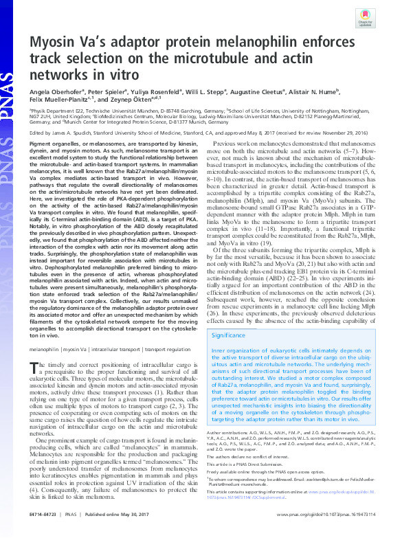 Myosin Va’s adaptor protein melanophilin enforces track selection on the microtubule and actin networks in vitro Thumbnail