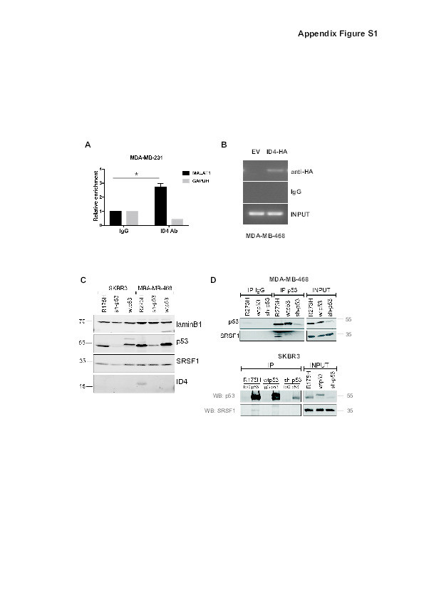 The mutant p53-ID4 complex controls VEGFA isoforms by recruiting lncRNA MALAT1 Thumbnail