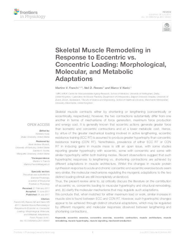 Skeletal muscle remodeling in response to eccentric vs. concentric loading: morphological, molecular, and metabolic adaptations Thumbnail