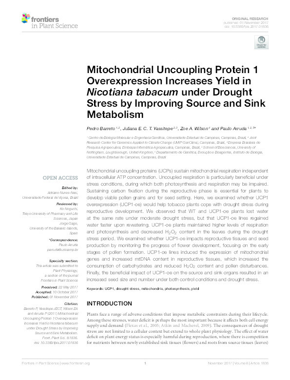 Mitochondrial uncoupling protein 1 overexpression increases yield in Nicotiana Tabacum under drought stress by improving source and sink metabolism Thumbnail