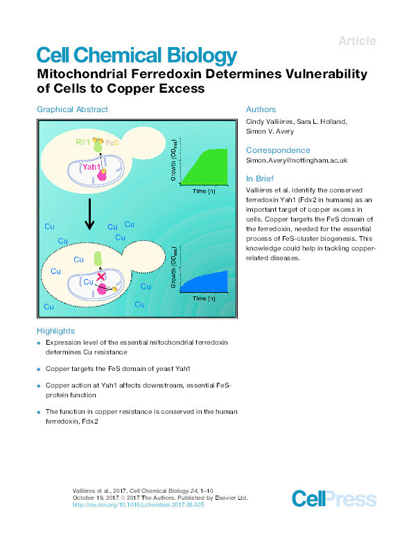 Mitochondrial Ferredoxin Determines Vulnerability of Cells to Copper Excess Thumbnail