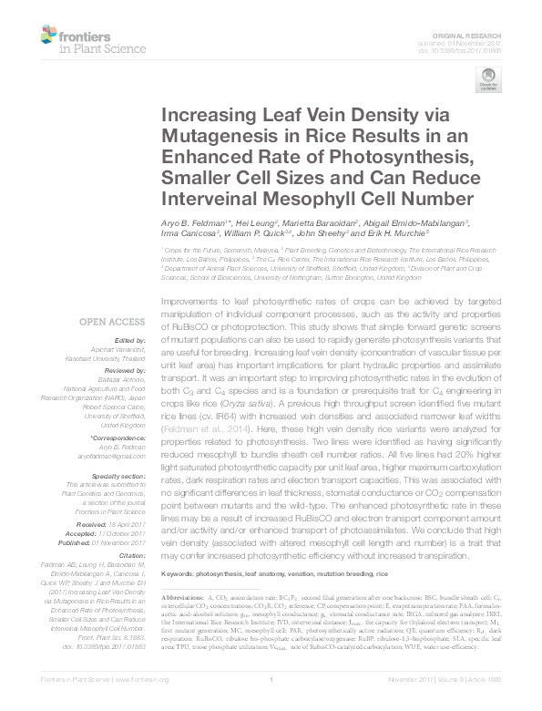 Increasing leaf vein density via mutagenesis in rice results in an enhanced rate of photosynthesis, smaller cell sizes and can reduce interveinal mesophyll cell number Thumbnail