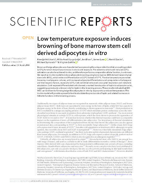 Low temperature exposure induces browning of bone marrow stem cell derived adipocytes in vitro Thumbnail
