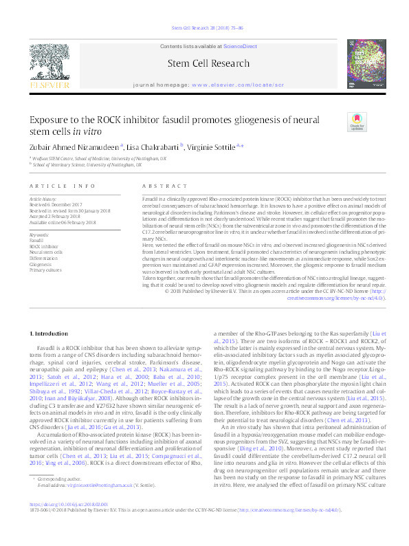 Exposure to the ROCK inhibitor fasudil promotes gliogenesis of neural stem cells in vitro Thumbnail