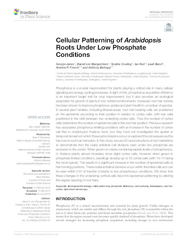 Cellular patterning of Arabidopsis roots under low phosphate conditions Thumbnail