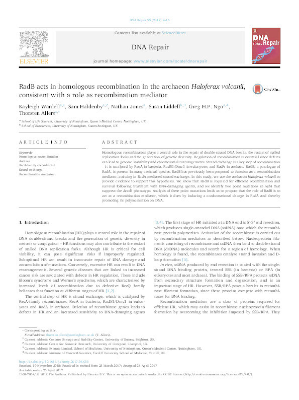 RadB acts in homologous recombination in the archaeon Haloferax volcanii, consistent with a role as recombination mediator Thumbnail